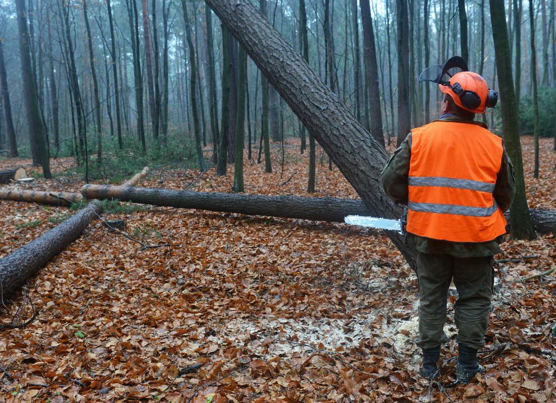 A man cutting a tree 